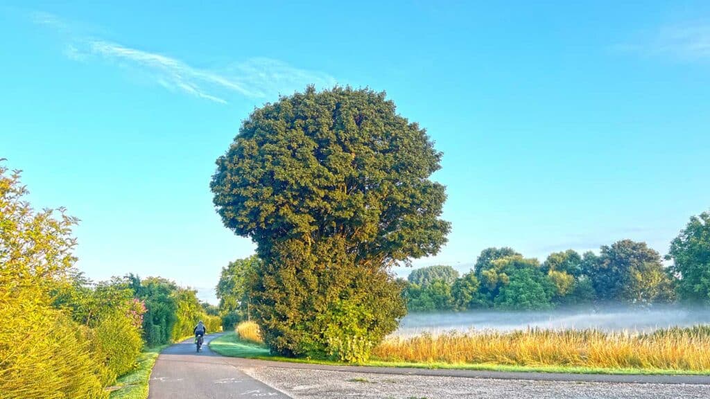 Brokkoli Tree im Nebel