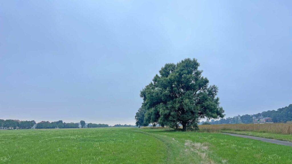 Brokkoli Tree in Dresden an der Elbe.
