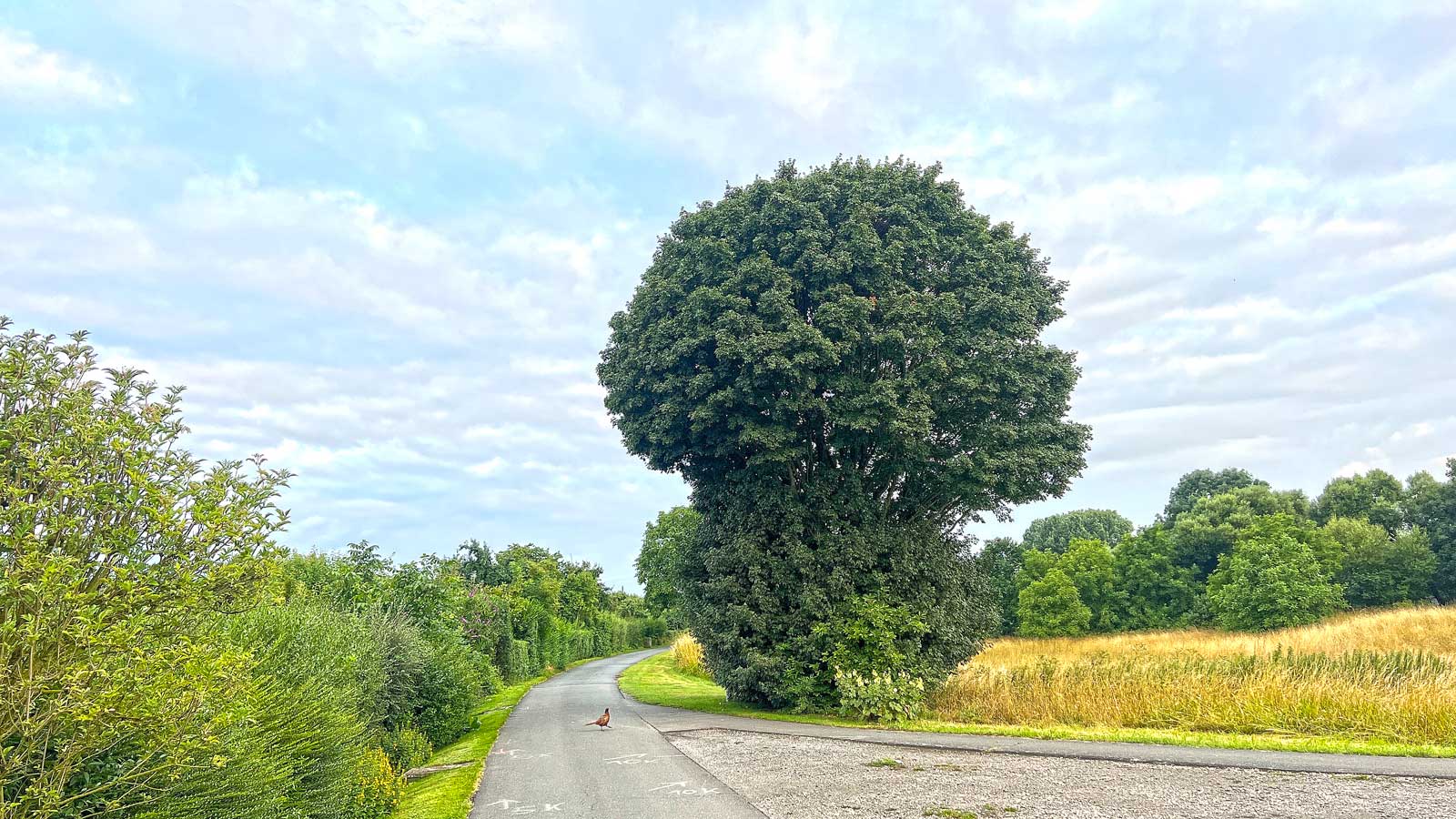 Fasan vorm Brokkolitree