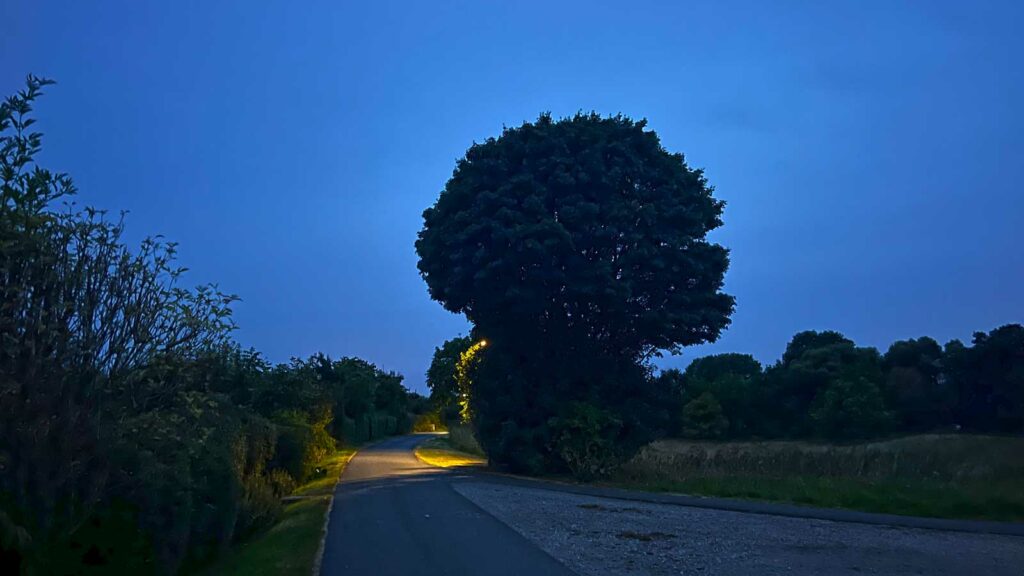 Brokkoli Tree in der Morgendämmerung