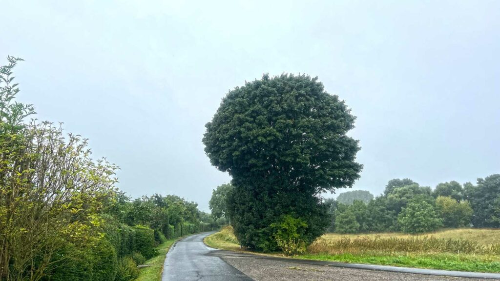 Brokkoli Tree
