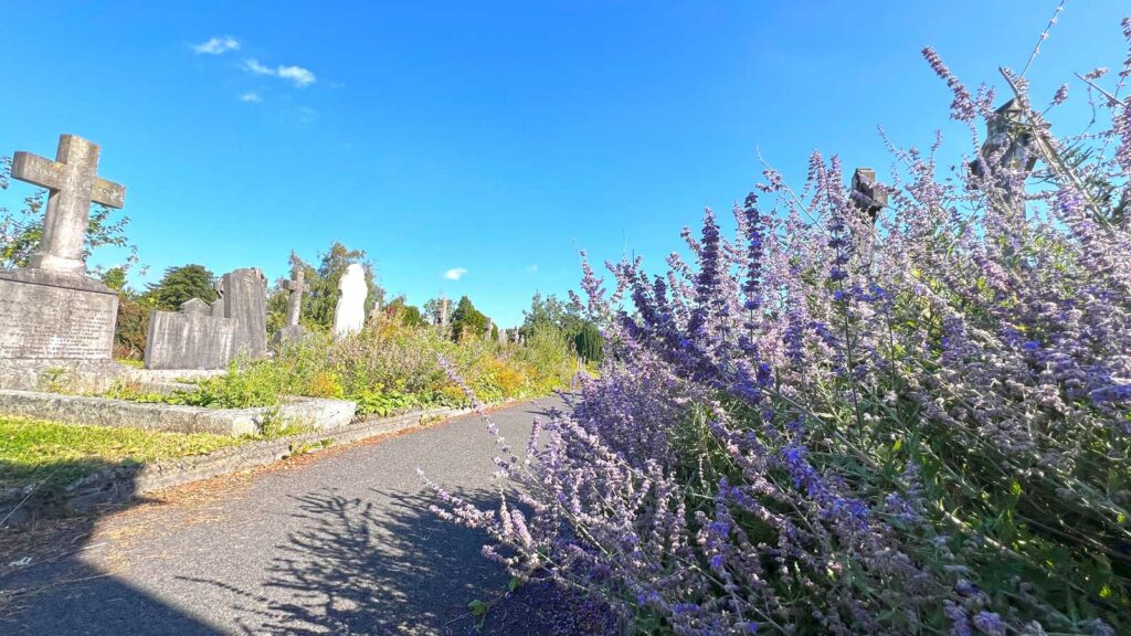 Flieder auf dem Glasnevin Cemetry