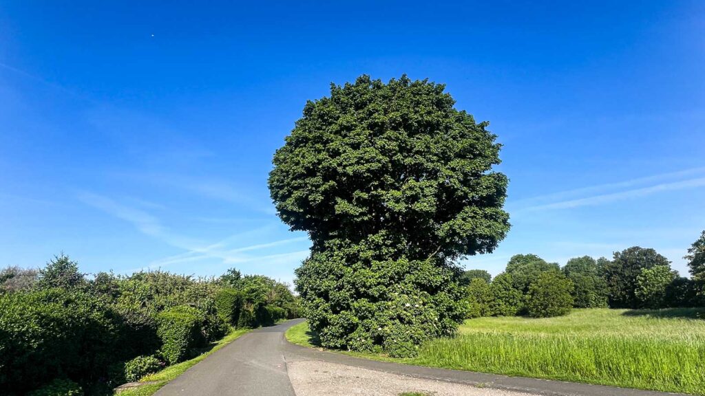 Der Brokkolitree - ein Baum, der an einen Brokkoli erinnert.