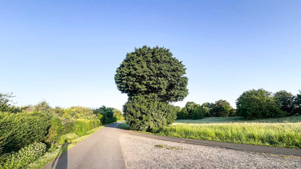 Brokkolitree