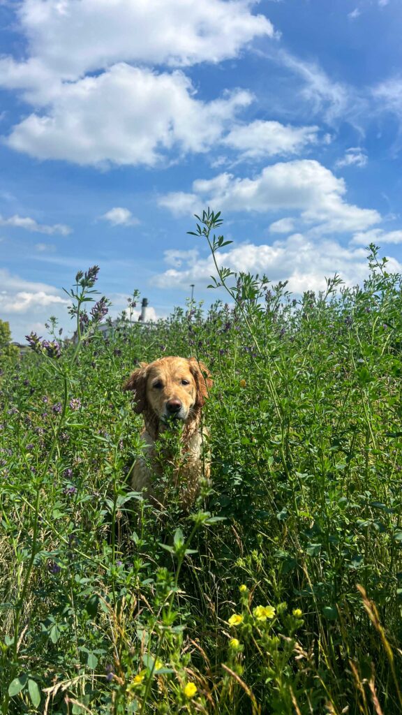 Lenne, Golden Retriever, steht im Gras und lacht.
