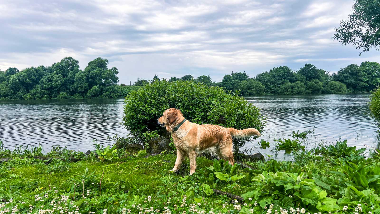 Hund vor Weser