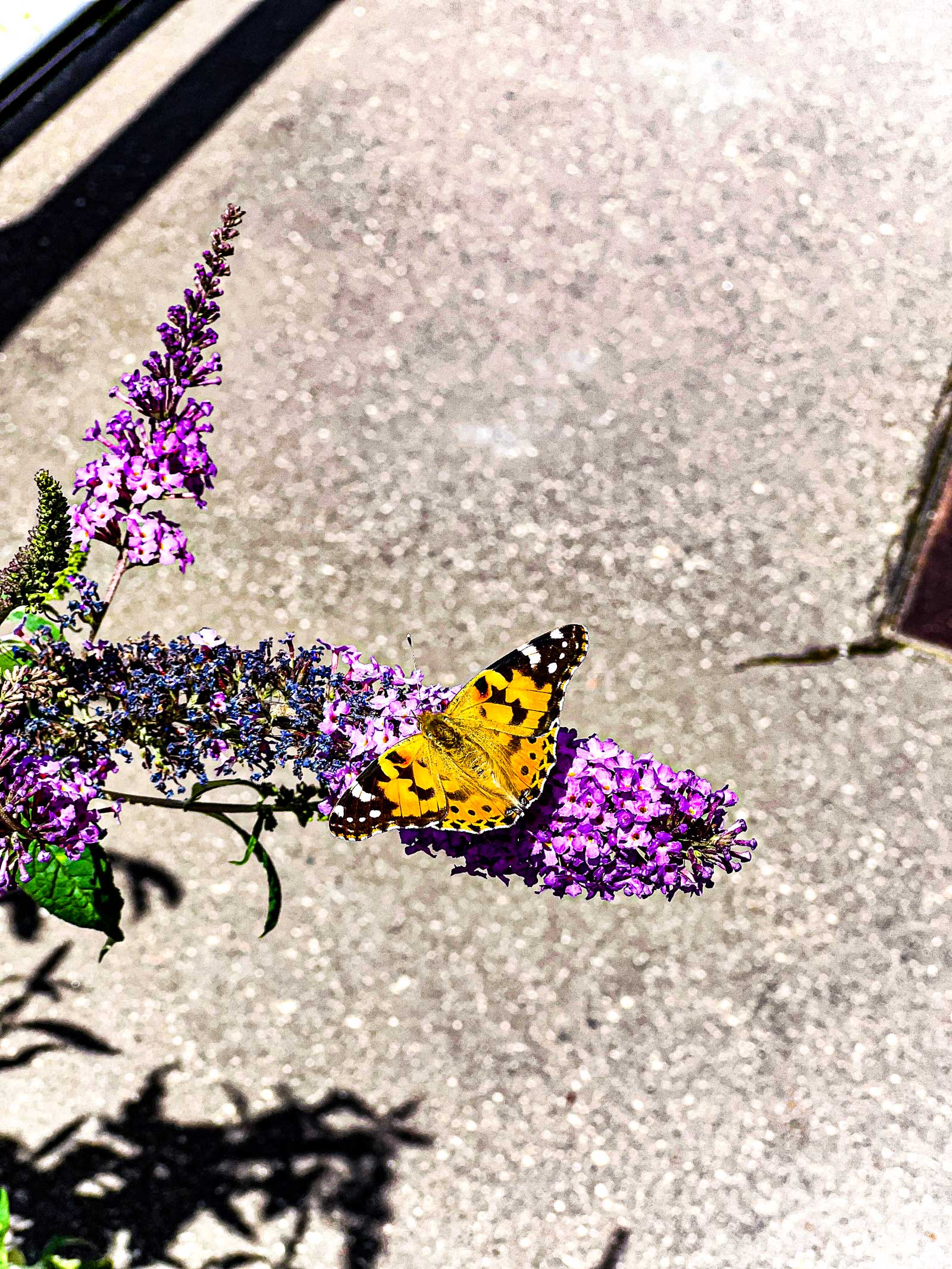 Schmetterling auf Fliederast.