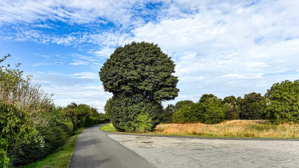 Baum, der wie ein Brokkoli aussieht und deshalb von mir BRokkolitree genannt wird.