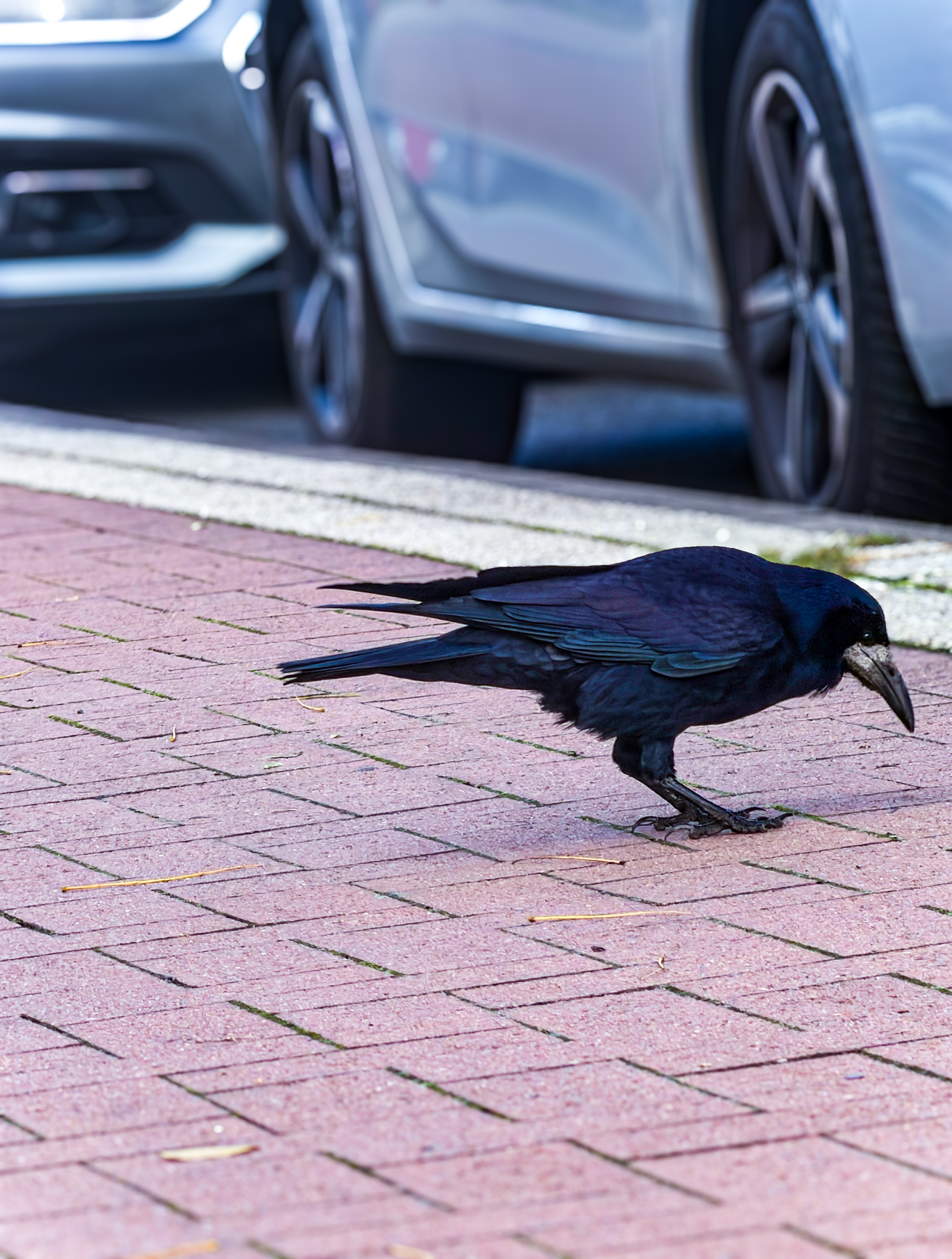 Krähe pickt auf dem Weg vor einem Auto.